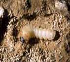 Spondylis buprestoides  