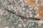   (Dendrolimus pini )